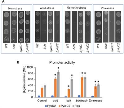 Cardiolipin occupancy profiles of YidC paralogs reveal the significance of respective TM2 helix residues in determining paralog-specific phenotypes